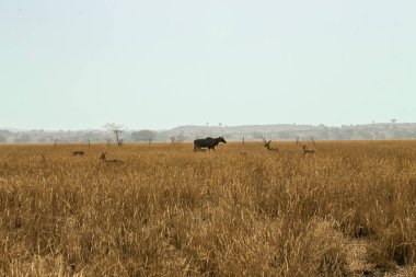 Nilgai vahşi doğada yüksek otlar ve Hint ceylanlarıyla.