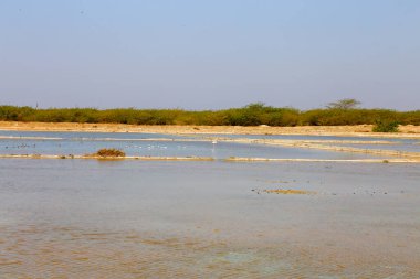 Büyük Flamingo (Phoenicopterus roseus) bir tuz sürüsü içinde Pied Avocet (Recurvirostra avosetta))