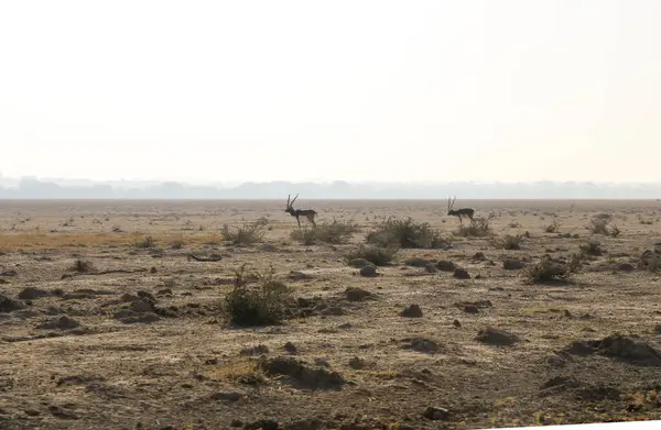 Blackbuck ( Antilope cervicapra ) in the wilderness area