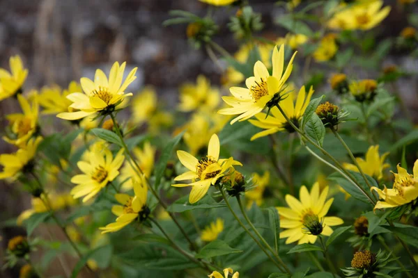 Flower bed of a Yellow Thin-leaf sunflower - Helianthus decapetalus