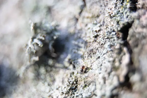 Μακροφωτογραφία Ενός Μικρού Μαύρου Νάνου Αράχνες Ένα Φλοιό Δέντρου Εικόνα Αρχείου