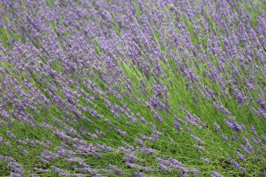 Lavantanın yakın plan çekimleri yazın çiçeklerle yapılır.
