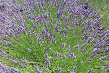 Lavantanın yakın plan çekimleri yazın çiçeklerle yapılır.