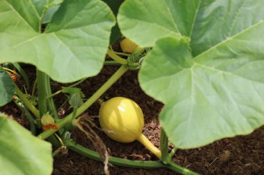 Baby Dutch Crookneck Squash growing in a cultivation clipart