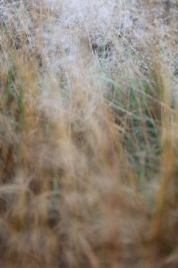 İngiltere 'de bir tarladaki bataklık çimenleri ve sazlıkların bulanık görüntüsü.