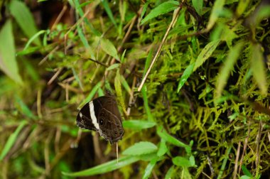 Yeşil bir yaprağın üzerindeki vahşi kelebek - Şeritli Ağaç Kahverengisi (Lethe konfeusa)
