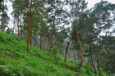 Çam ağaçlarının arasından geçen dolambaçlı bir patikayla yemyeşil bir arazi açılır..