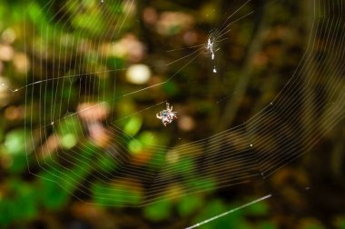 Örümcek ağında Asyalı Spinyback Orbweaver (Thelacantha brevispina) örümceği