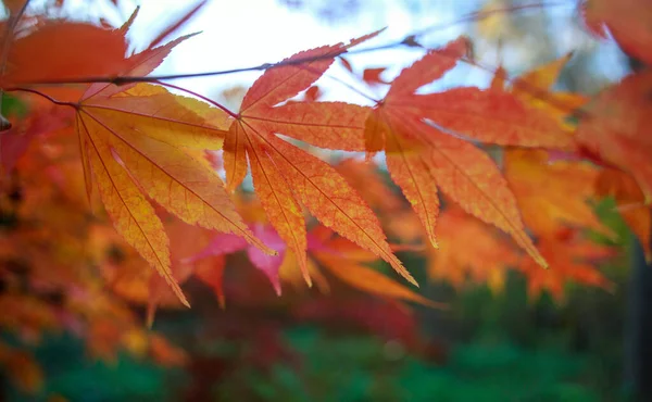 Botanik Bahçesindeki Sonbahar Ağaçlarının Renkli Yaprakları Doğanın Güzelliği — Stok fotoğraf
