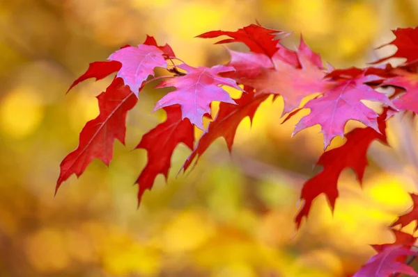 Botanik Bahçesindeki Sonbahar Ağaçlarının Renkli Yaprakları Doğanın Güzelliği — Stok fotoğraf