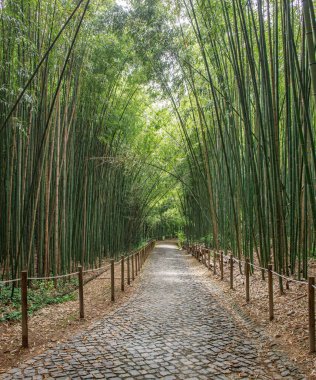 Bahçedeki bambu sokağı, Coimbra, Portekiz 'deki botanik parkı.