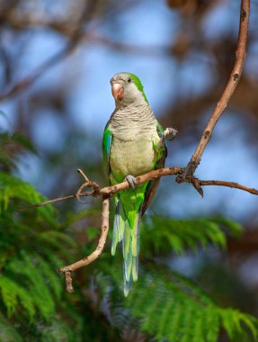 Komik yeşil papağan, Keşiş papağanı, Myiopsitta monachus, Malaga şehir parkındaki bir ağaç dalında oturuyor.