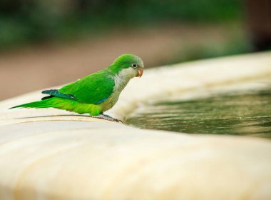 Komik yeşil papağan, Keşiş papağanı, Myiopsitta Monachus, Malaga City Park 'taki bir çeşmede suya bakıyor.