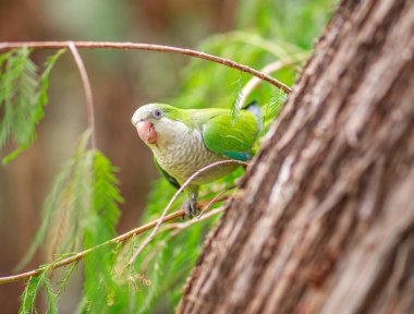 Komik yeşil papağan, Keşiş papağanı, Myiopsitta monachus, Malaga şehir parkındaki bir ağaç dalında oturuyor.