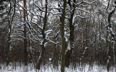 Ormanda kar var. ... 