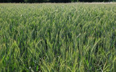 Tarladaki buğday kulaklarını kapat.
