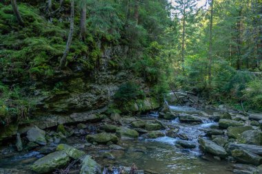Yeşil Karpat dağlarındaki orman nehri