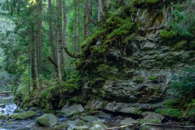 Karpatya dağlarındaki orman nehrindeki yosunlu uçurum