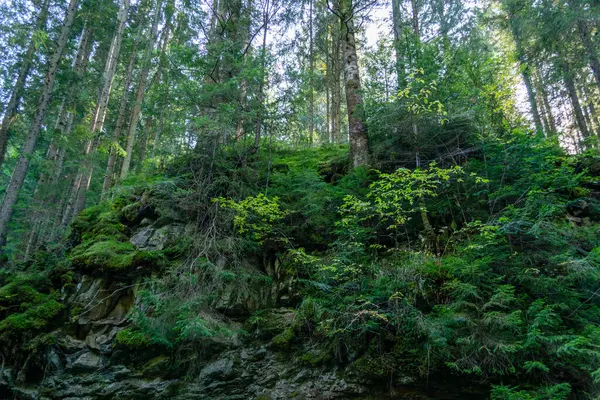 Karpatya Dağlarındaki Orman Nehrindeki Yosunlu Uçurum — Stok fotoğraf