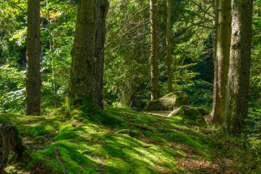 Karpat Dağları ormanlarındaki yosunlu zemin