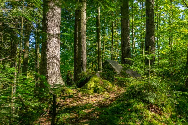 Pierres Mousseuses Dans Forêt Des Carpates — Photo