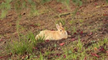 Şehir parkındaki çam ağacının altındaki çimlerde dinlenen sevimli bej tavşan.