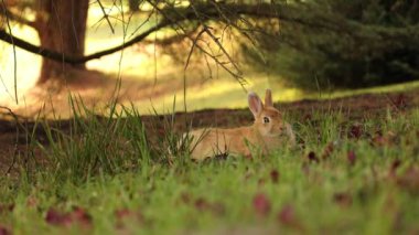 Şehir parkındaki çam ağacının altındaki çimlerde dinlenen sevimli bej tavşan.