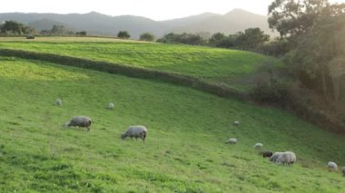 Kuzey İspanya 'nın kırsal kesiminde, akşam güneşinde, bir koyun sürüsü huzur içinde bir yamaçta otluyor.