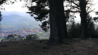 Güçlü bir rüzgar şehir parkındaki çam ağaçlarını sallıyor.