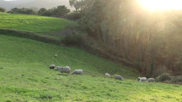 Troupeau Moutons Paissent Paisiblement Sur Une Colline Soleil Soir Dans — Video