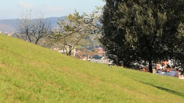 Una Gazza Cammina Sul Prato Erboso Parco Cittadino — Video Stock