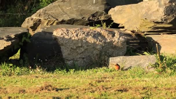 Kırmızıgöğüs Bülbülü Otların Arasında Yer Yazın Bir Şehir Parkında Taşların — Stok video