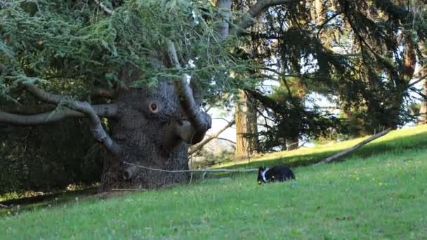 Schattig Zwart Wit Konijn Zittend Het Gras Onder Een Dennenboom — Stockvideo
