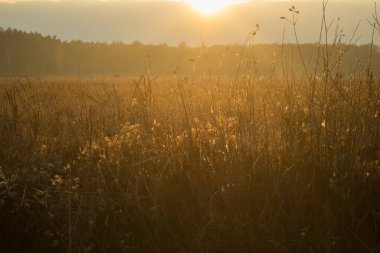 Sonbaharda bataklık çayırındaki kuru bitki örtüsünün üzerinde akşam ışığı.