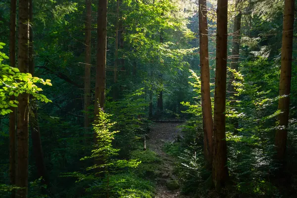 Słoneczny Wieczór Magicznym Karpackim Lesie — Zdjęcie stockowe