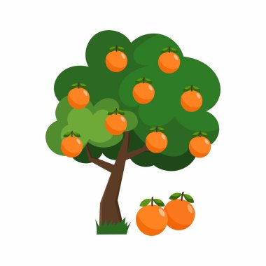 Beyaz arka planda düz bir portakal ağacının vektör çizimi. Turuncu, turunçgiller.