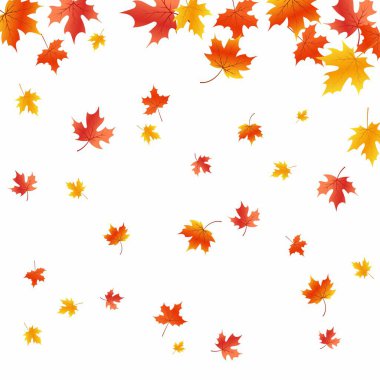 Düşen yapraklarla dolu bir arka plan. Sonbahar yaprakları. Uçan akçaağaç yaprakları. Düz bir sonbahar arkaplanı.