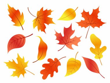 Sonbahar yaprakları. Sonbahar meşesi, akçaağaç. Arkaplan, dekor, kartlar, afişler için yapraklar. Çizim düz biçimli.