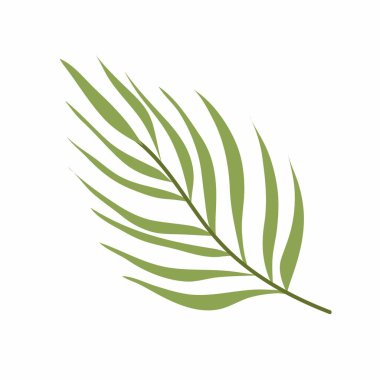 Düz bir palmiye dalı. Dekoratif palmiye dalı. Tropik bir bitkinin basit bir dalı.