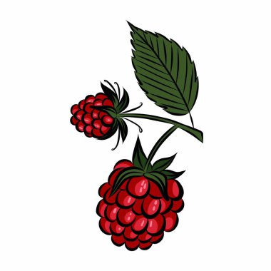 İşleme tarzında ahududu. Olgun kırmızı ahududu dalı. Mevsimlik böğürtlen, malzeme, ahududu aromalı. Tasarım kalıpları ve arkaplanlar için nesneler.