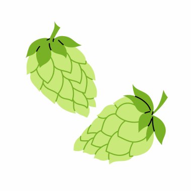 Sıçrama konisini hazırla. Bira yapmak için gerekli malzemeler. Tırmanan otçul bir bitki. Hops. Beyaz bir arkaplanda resim.