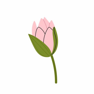 Yarı kapalı nilüfer tomurcuğu. Pembe yapraklı narin bir çiçek. Su bitkisi, gölet. Beyaz arkaplanda düz resimleme.