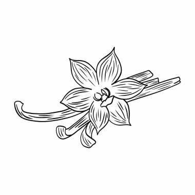 Vanilyalı. Çubuğun doğrusal çizimi ve tatlı vanilya çiçeği. Pişirmek için gerekli malzemeler. Beyaz arkaplanda karalama çizimi.