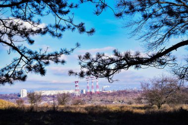 Kozalaklı ağaçların dalları. Şehir manzarası. Mavi gökyüzü.