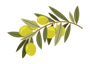 Zeytin ağacı. Dal üzerinde yeşil zeytin. Akdeniz mutfağı için doğal malzeme. Taze ve olgun zeytin örnekleri. Sağlıklı ve vejetaryen yemekleri.