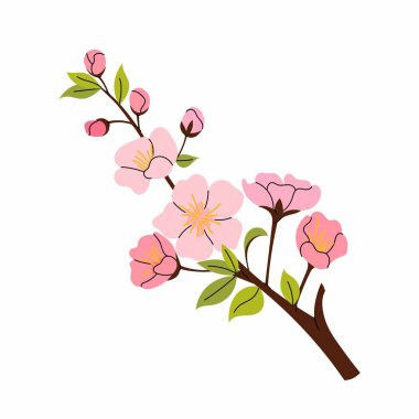 Sakura çiçekleri. Kiraz çiçeği dalı. Vektör botanik elementi. Beyaz arka planda çiçek açan bahar ağacı. Hanami..