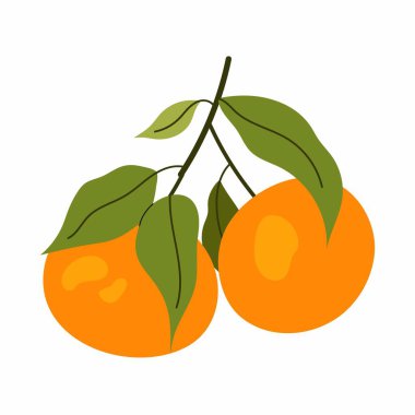 Turuncu turuncu meyve. Dal üzerinde olgun mandalina. Yeşil yapraklı aromatik tatlı mandalina. Beyaz arkaplanda düz resimleme.