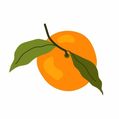 Olgun mandalina. Citrus meyvesi. Yeşil yapraklı Aromatik tatlı mandalina. Beyaz arka planda düz çizim. Üst görünüm.