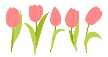 Pembe laleleri ayarlayın. Kart tasarımı için bahar çiçekleri, selamlar, afişler. Bahar tatili. Düz illüstrasyon beyaz arkaplanda izole edildi. 