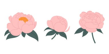 Şakayık çiçekleri. Şakayık tomurcuklarını yerleştir. Pembe bahar çiçekleri. Kartpostallar, afişler, posterler, düğün süslemeleri, davetiyeler, selamlar, yıldönümleri. 